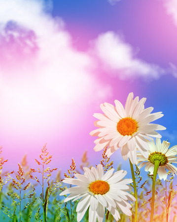 野生の花のヒナギク 夏の風景 繊細な春の花 の写真素材 画像素材 Image 野生の花のヒナギク 夏の風景 繊細な春の花 の写真素材 画像素材 Image