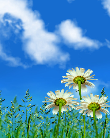 野生の花のヒナギク 夏の風景 繊細な春の花 の写真素材 画像素材 Image 野生の花のヒナギク 夏の風景 繊細な春の花 の写真素材 画像素材 Image