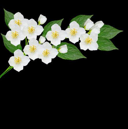 branch of jasmine flowers