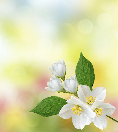 White jasmine.The branch delicate spring flowers