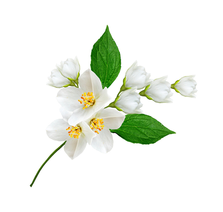 branch of jasmine flowers isolated on white background