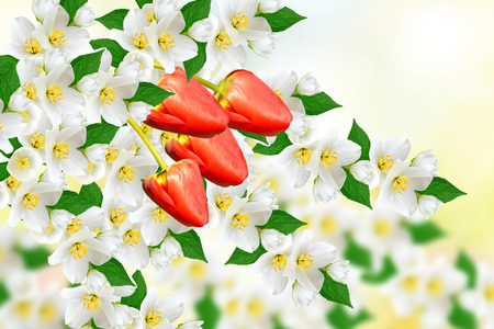 White jasmine. The branch delicate spring flowers