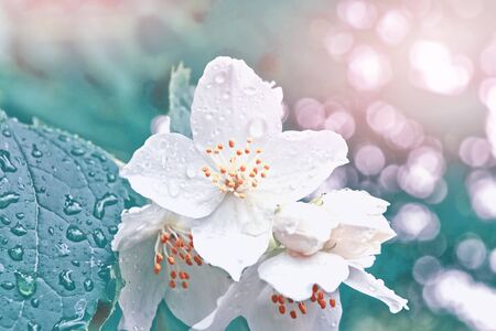 White jasmine. The branch delicate spring flowers