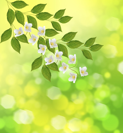 White jasmine. The branch delicate spring flowers