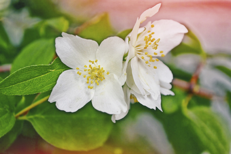 White jasmine. The branch delicate spring flowers
