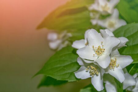 White jasmine. The branch delicate spring flowers