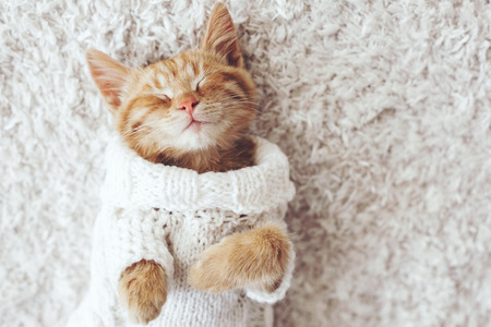 Cute little ginger kitten wearing warm knitted sweater is sleeping on the white carpet Фото со стока