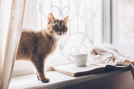 Warm and cozy window seat with opened book, sweater and coffee. winter weekend with cat at home. cozy scene, hygge concept. Stock Photo