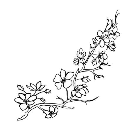 Sketch. twig sakura blossoms . vector illustration