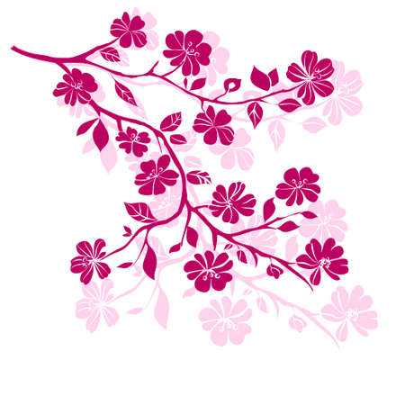 pink cherry blossoms branch are on white background. Vector illustration