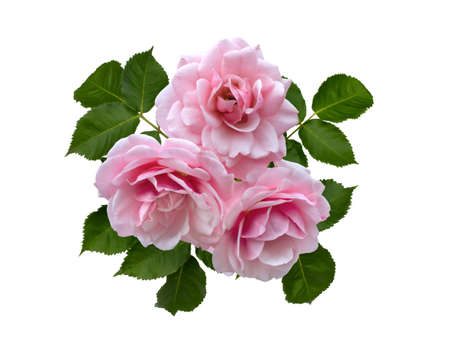 Delicate pink roses with green leaves Stock Photo