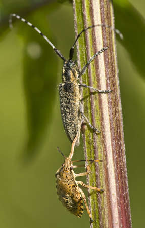 Shield bug arma custosa attacking a coleopteron to suck its internal liquids