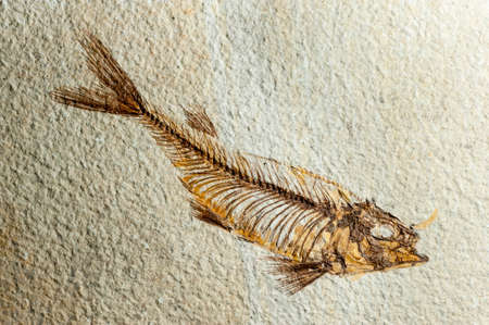 Prehystoric 時代の化石魚を閉じるの写真素材・画像素材 Image 50229809