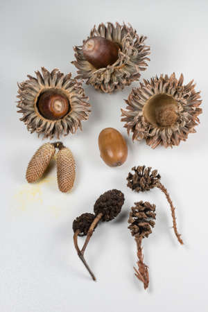 木のアイコーンと松ぼっくりの異なるタイプ の写真素材 画像素材 Image