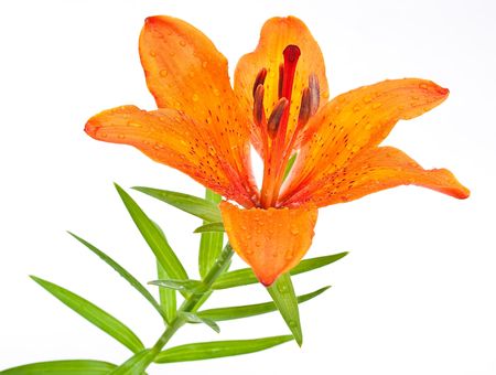 Tiger lily Фото со стока
