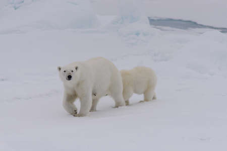 シロクマ ホッキョクグマ 母親とスバールバル北極ノルウェー北のパック氷の上の赤ちゃん の写真素材 画像素材 Image シロクマ ホッキョクグマ 母親とスバールバル北極ノルウェー北のパック氷の上の赤ちゃん の写真素材 画像素材 Image