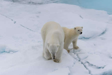 シロクマ ホッキョクグマ 母親とスバールバル北極ノルウェー北のパック氷の上の赤ちゃん の写真素材 画像素材 Image シロクマ ホッキョクグマ 母親とスバールバル北極ノルウェー北のパック氷の上の赤ちゃん の写真素材 画像素材 Image
