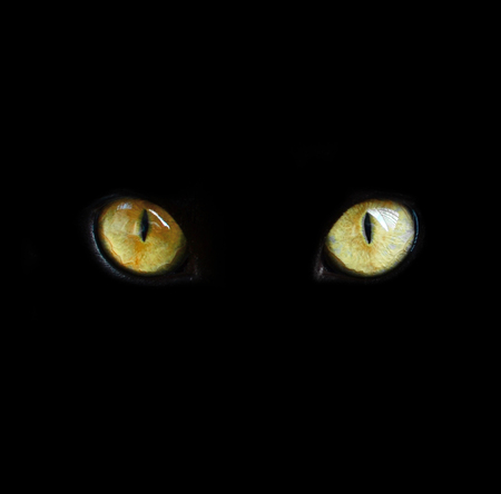 黒い背景に本当に孤立した猫目 の写真素材 画像素材 Image