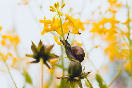 In A Forest Glade Among Beautiful Yellow Flowers A Snail Is Stock Photo Picture And Royalty Free Image Image 125735433