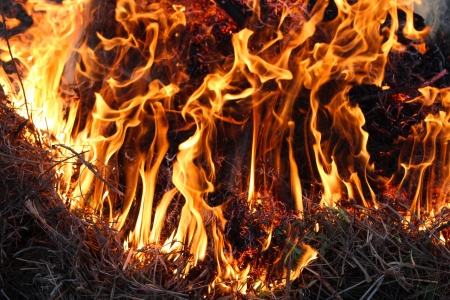 森の中に燃え上がる炎の体 の写真素材 画像素材 Image