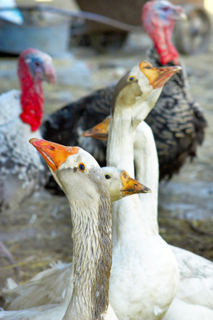 40341948-house-birds-geese-and-turkeys-in-the-yard.jpg