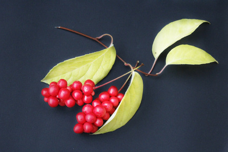 berries of schizandra with leaves on the black isolated