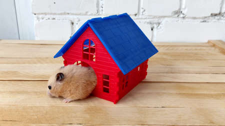 19 952 かわいいハムスター の写真素材 ストックフォト 123rf 19 952 かわいいハムスター の写真素材 ストックフォト 123rf