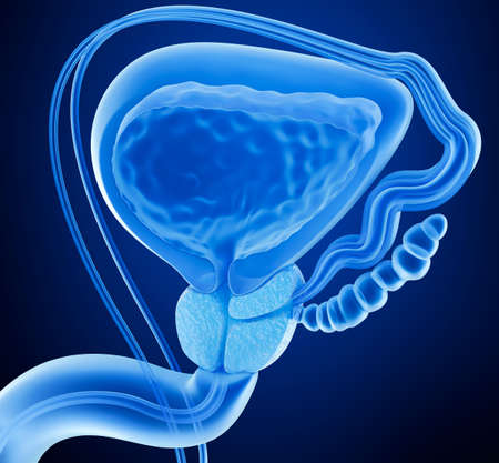 Mannliches Fortpflanzungssystem Mit Etiketten Anatomie Seitenansicht Lizenzfreie Fotos Bilder Und Stock Fotografie Image 92995440