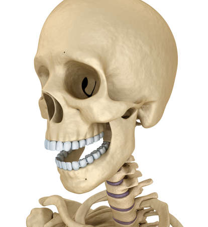 human skull skeleton isolated medically accurate 3d illustration