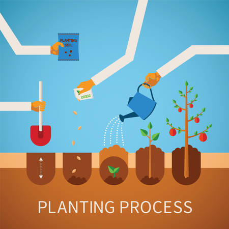 Vector timeline infographic concept of planting process in flat design