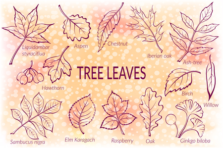 絵文字セット 木の葉 オーク 柳 フウ サンザシ ポプラ アスペン ハシバミ イチョウ葉 エルム バーチ材 アルダー リンデン シデ チョークベリーとライラック Eps10 には 透明度が含まれています ベクトルのイラスト素材 ベクタ Image