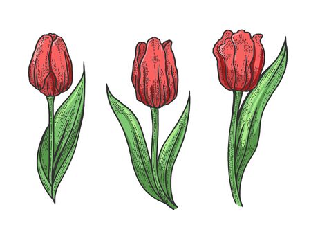 76 108 チューリップ のイラスト素材 ベクター 123rf