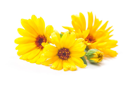 Calendula officinalis. Marigold flowers with leaves isolated on white