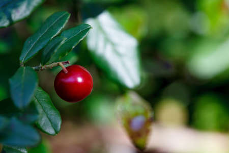 熟した赤いブルーベリー ブッシュの枝 の写真素材 画像素材 Image