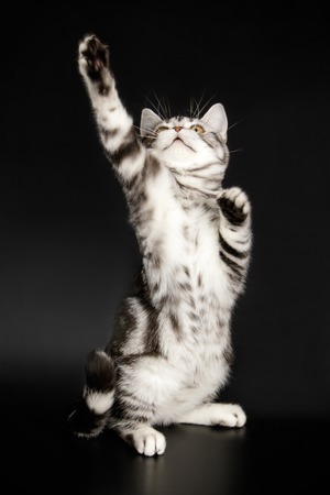 An American Shorthair Cat On A Black Background Stock Photo
