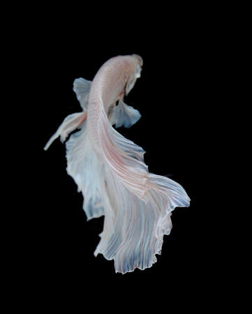 白プラット プラチナとシャムの戦いの魚 白いシャムの戦いの魚 黒い背景に分離の Betta の魚 の写真素材 画像素材 Image 45765641