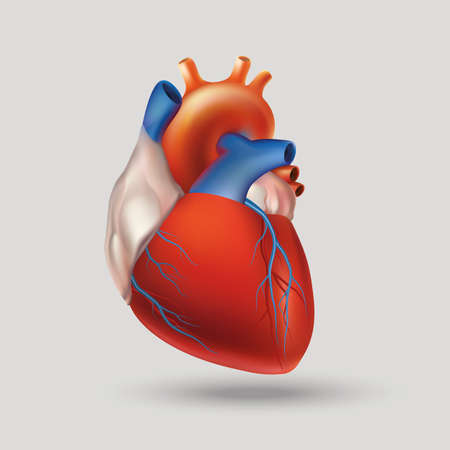 Bedingte Bild Von Einem Modell Des Menschlichen Herzens Hohl Muskuloses Organ Das Die Blut Pumpt Durch Das Kreislaufsystem Durch Rhythmische Kontraktion Und Dilatation Hellem Hintergrund Lizenzfrei Nutzbare Vektorgrafiken Clip Arts