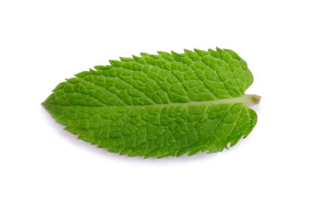 新鮮なミントの葉は 白い背景で隔離 3 全体と明るい緑の葉のミント 薬用のミント 別の葉のセットです スペアミントとペパーミント の写真素材 画像素材 Image 39 新鮮なミントの葉は 白い背景で隔離 3 全体と明るい緑の葉のミント 薬用のミント 別の葉のセットです スペアミントとペパーミント の写真素材 画像素材 Image 39