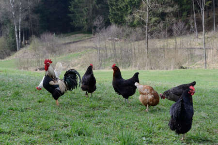 chicken run stock photos royalty free chicken run images