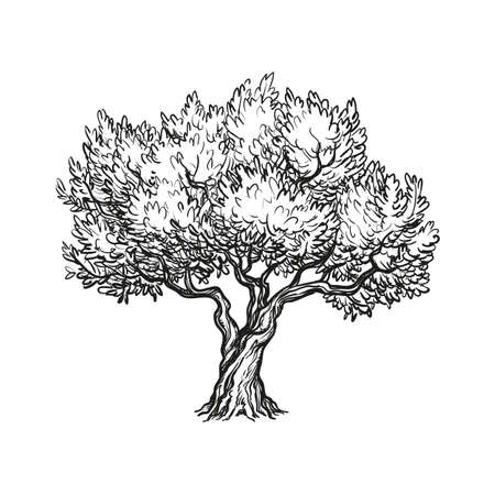 Vector illustration of olive tree Stock Photo