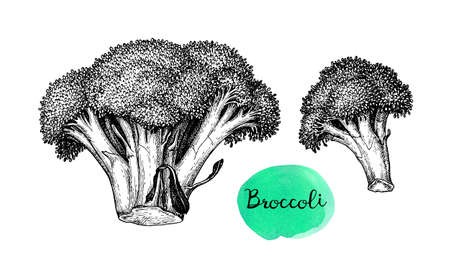 34 743 ブロッコリー のイラスト素材 ベクター 123rf 34 743 ブロッコリー のイラスト素材 ベクター 123rf