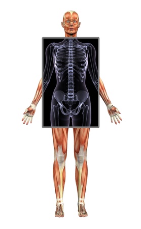 3 D のレンダリングは 胴体部 X 線と女性の筋肉の構造を示します の写真素材 画像素材 Image 3 D のレンダリングは 胴体部 X 線と女性の筋肉の構造を示します の写真素材 画像素材 Image