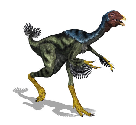 The Caudipteryx Was A Feathered Bird Like Dinosaur That Size Of The Caudipteryx Was A Feathered Bird Like Dinosaur That Size Of