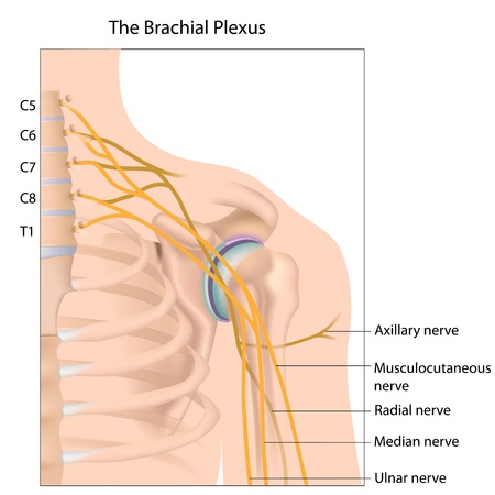 Brachial plexus nerve network