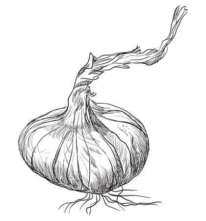 手描き野菜玉ねぎ 白い背景に分離されたベクターモノクロイラスト のイラスト素材 ベクタ Image