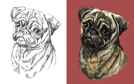 パグ犬のリアルな頭。犬の黒と白とカラフルな孤立したイラストを