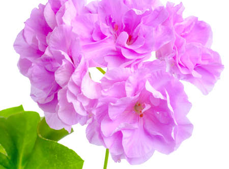 緑の葉と美しいライラックの咲くゼラニュームの花は 白い背景に分離されます ゼラニウム根の收 クローズ アップ の写真素材 画像素材 Image 緑の葉と美しいライラックの咲くゼラニュームの花は 白い背景に分離されます ゼラニウム根の收 クローズ アップ の写真素材 画像素材 Image
