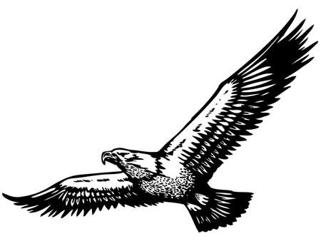 flying eagle royalty free cliparts vectors and stock illustration