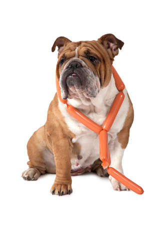 英語ブルドッグは彼のおなかの上に横たわると カメラを見て の写真素材 画像素材 Image 英語ブルドッグは彼のおなかの上に横たわると カメラを見て の写真素材 画像素材 Image