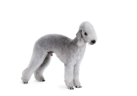 Chinese Crested Dog geometric collection of earrings with purebred dog